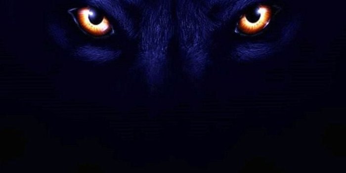 726x1360 Dark Wolf Wallpapers For iPhone - Wolf-Wallpapers.pro