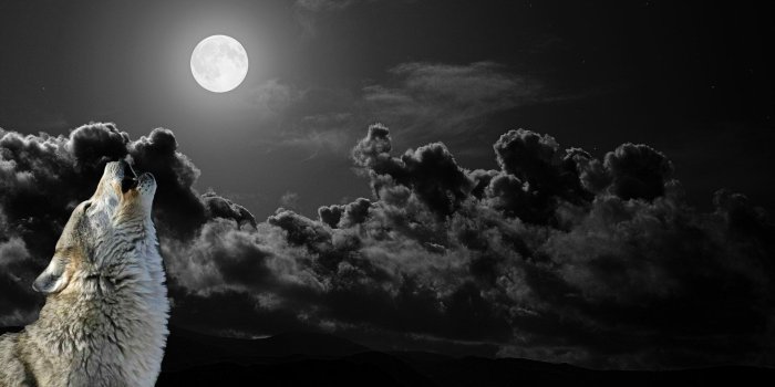 1920x1080 Dark Wolf Wallpapers