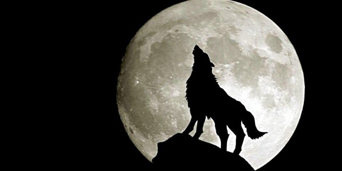 1600x1200 Wolf Wallpapers HD