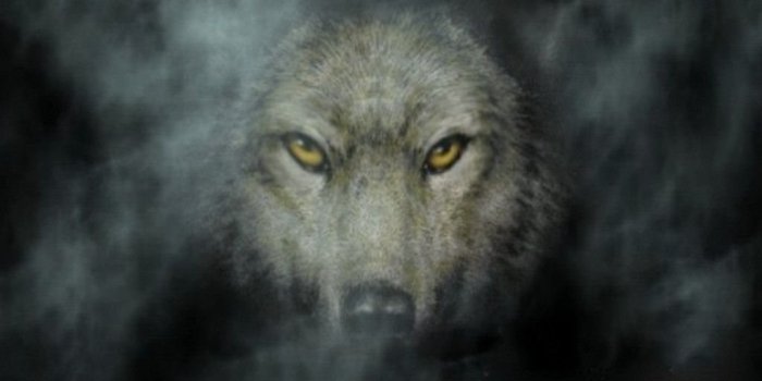 1024x768 3110) Dark Wolf HD Photo Wallpapers WalOps.com Desktop Background
