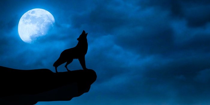 1920x1098 Dark Black Wolf Moon Wallpaper Hd Free Download - Night Sky With Wolf -  1920x1098 Wallpaper - teahub.io