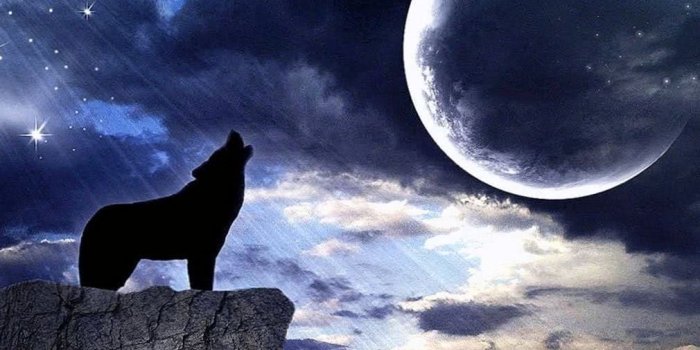 1010x795 Dark Moon Wolf Wallpapers - Wolf-Wallpapers.pro
