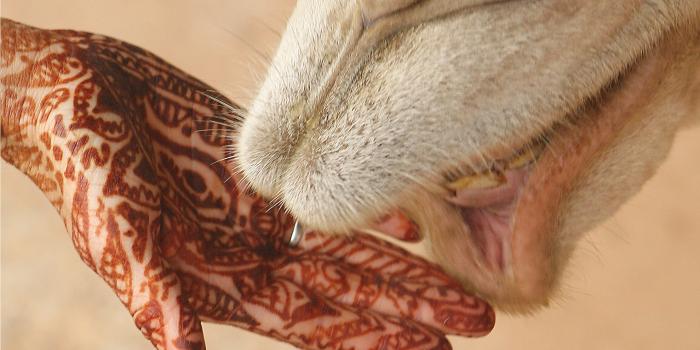 2222x1587 palm hands henna 2222x1587 wallpaper High Quality Wallpapers,High  Definition Wallpapers