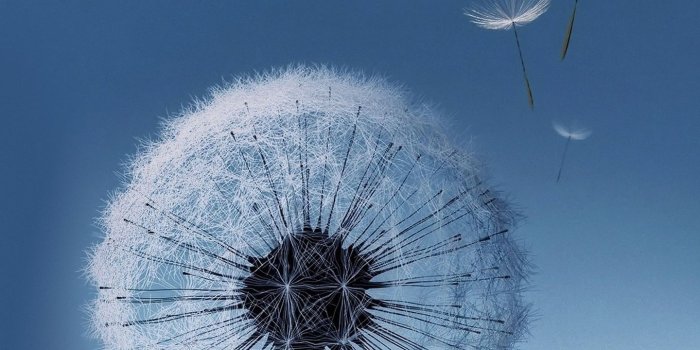 1440x2560 Flower Floatin Stock Samsung Galaxy S6 Wallpaper Hd - Samsung Galaxy S Iii  - 1440x2560 Wallpaper - teahub.io