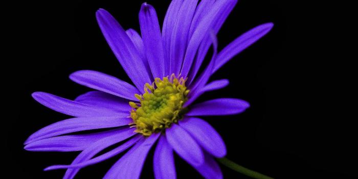 1080x1920 Pin on flowers