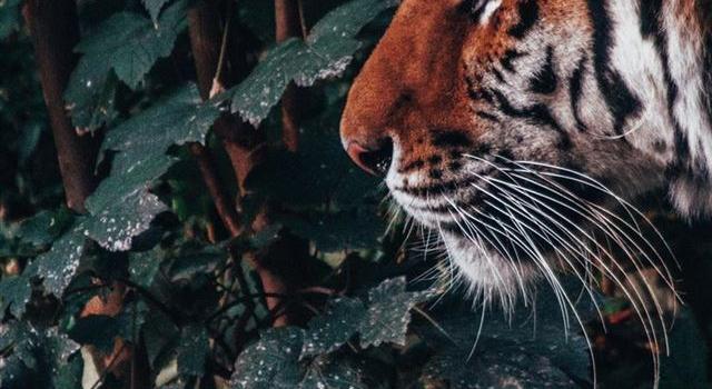 640x1385 Best Portrait iPhone 11 HD Wallpapers - iLikeWallpaper