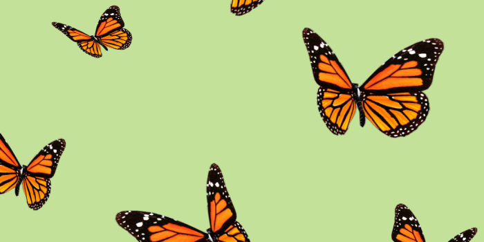 1024x1820 Aesthetic Butterfly iPhone Wallpapers