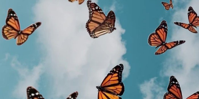 1288x2289 Butterfly iPad Wallpapers - Top Free Butterfly iPad Backgrounds -  WallpaperAccess