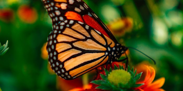 1000x1499 Butterfly Wallpapers: Free HD Download [500+ HQ] | Unsplash