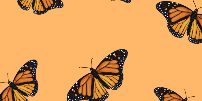 1000x1500 Aesthetic Butterflies Wallpapers