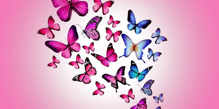 3200x2400 Butterflies Ultra HD Desktop Background Wallpaper for 4K UHD TV :  Widescreen & UltraWide Desktop & Laptop