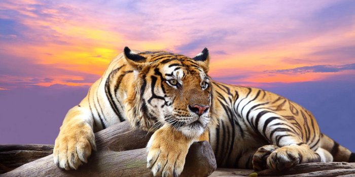 1280x720 50+] Google Animal Wallpaper on WallpaperSafari