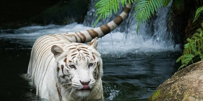 1024x768 1080p HD Beautiful Animal Wallpapers High Quality Desktop, iphone and  android - Background and Wallpaper | Anim… | Tiger in water, Nature animals,  Animals beautiful