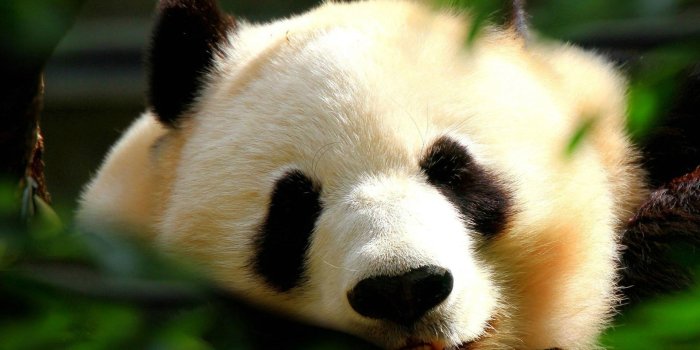 1920x1200 Wallpapers With Animals Wallpaper Cave - world top 10 wallpaper