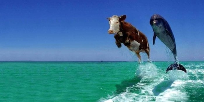 1024x768 Funny Animals Wallpapers 21 Backgrounds Wallpapers Funnypicture.org Desktop  Background