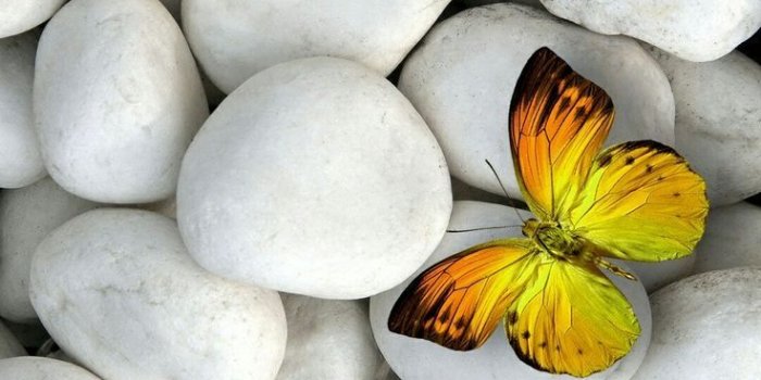 736x1308 52 Butterfly iPhone Wallpapers - Wallpaperboat