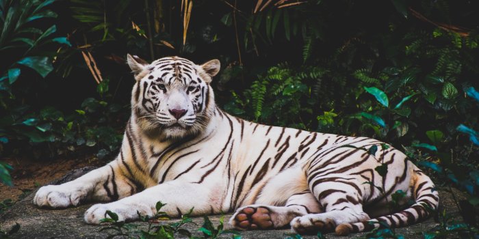 6000x4000 Beautiful Animals Wallpapers Free Download – POTO BUTUT