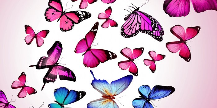 1080x1920 Blue And Pink Butterfly Wallpaper - Novocom.top