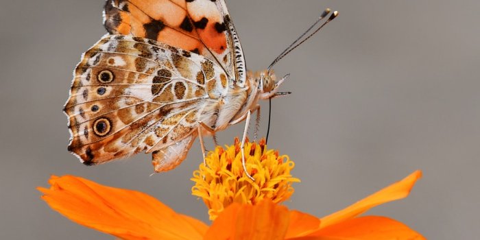 1000x1240 Butterfly Wallpapers: Free HD Download [500+ HQ] | Unsplash