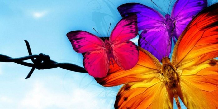 1600x1200 73+] Butterfly Hd Wallpaper on WallpaperSafari
