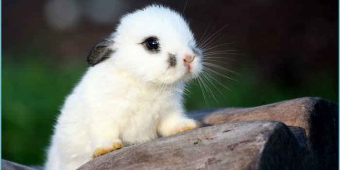 1862x1047 Baby Animal Wallpapers - Top Free Baby Animal Backgrounds - Wallpaper Baby  Animals | Neat