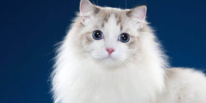 1280x720 Cute Animals Wallpapers HD Free Download - Great Love Art