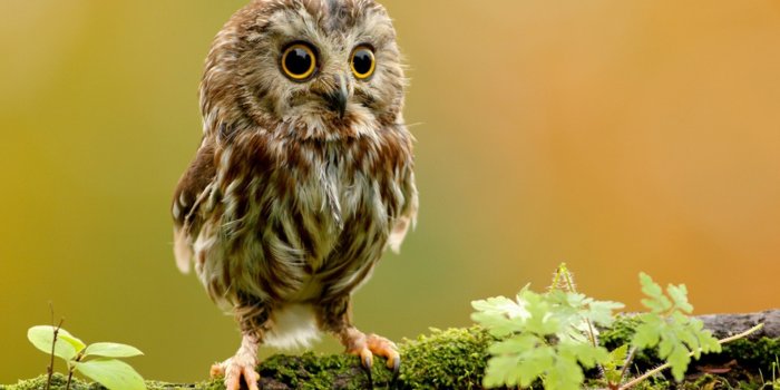 1920x1080 100+ Animals Wallpapers 1920x1080 Part 2 - Album on Imgur