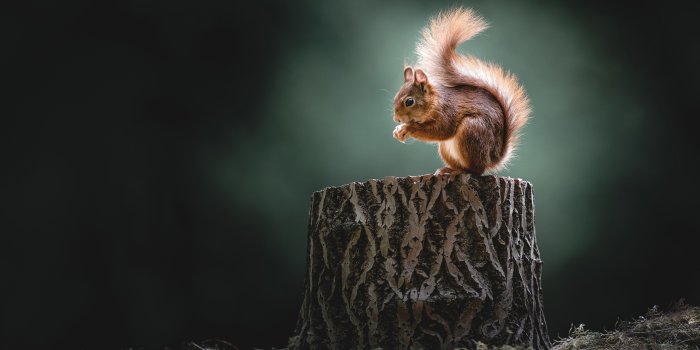 5120x2880 Animal Squirrel 4K 5K HD Animals Wallpapers | HD Wallpapers | ID #34301