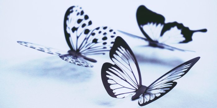 1920x1080 Butterflies Wallpaper - Black Beautiful Butterfly - 1920x1080 Wallpaper -  teahub.io