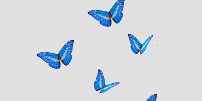 757x1485 Butterfly iphone background - Idea Wallpapers , iPhone Wallpapers,Color  Schemes