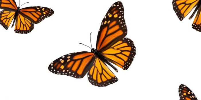 1170x2532 Best Butterfly iPhone 12 HD Wallpapers - iLikeWallpaper