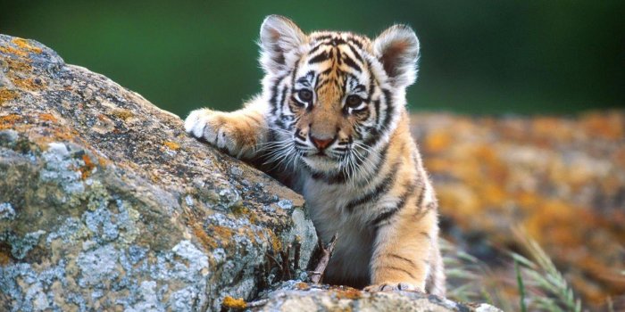 1600x900 Cute Baby Animals Wallpaper - Novocom.top
