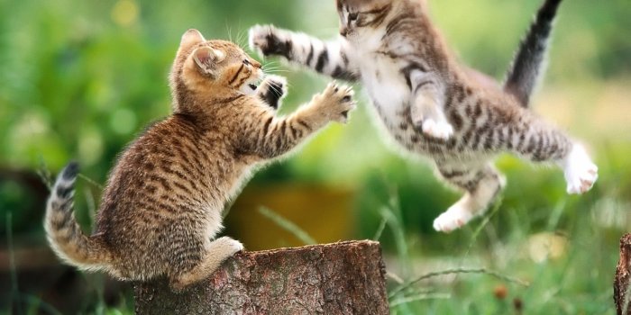 1600x1200 48+] Animal Wallpaper HD on WallpaperSafari