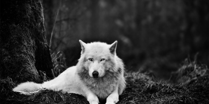 3840x2160 Animal Wallpapers 4k Uhd, Ultra HD Backgrounds - Great Love Art