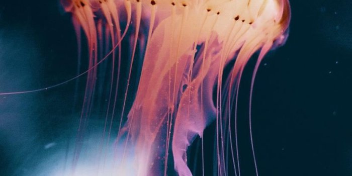 828x1792 Best Animal iPhone 11 HD Wallpapers - iLikeWallpaper