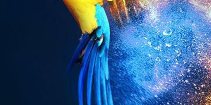 900x1600 Animals Wallpapers Download - Free Animals HD Wallpapers for Mobile (22) -  Best Wallpapers