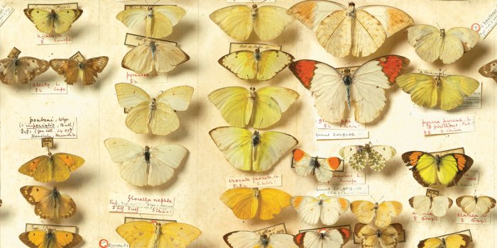 1100x1318 Lepidoptera Wallpaper • Vintage Butterflies Design • Milton & King