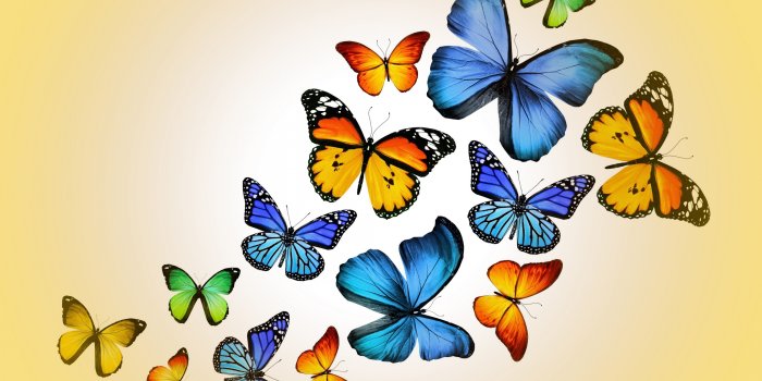 3200x2400 Butterflies Ultra HD Desktop Background Wallpaper for 4K UHD TV :  Widescreen & UltraWide Desktop & Laptop : Tablet : Smartphone
