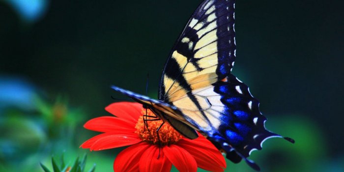 1920x1080 39 Butterflies Wallpapers - Wallpaperboat