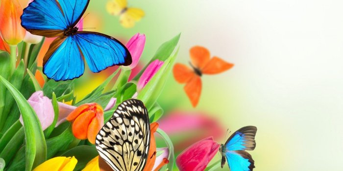 1920x1200 Colorful Butterfly Wallpapers - Top Free Colorful Butterfly Backgrounds -  WallpaperAccess