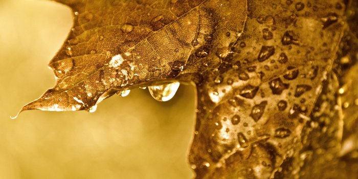 4096x3072 Dripping Golden Leaf Ultra HD Desktop Background Wallpaper for