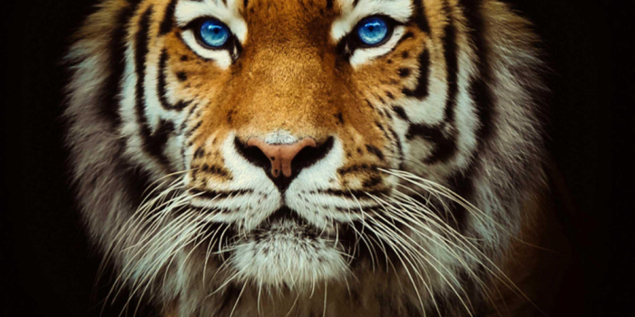 1000x1600 Tiger Wallpaper 4k - Best Cool Tiger | Tiger wallpaper, Tiger wallpapers,  Lion live wallpaper