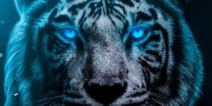 900x1600 Blue Tiger Wallpapers