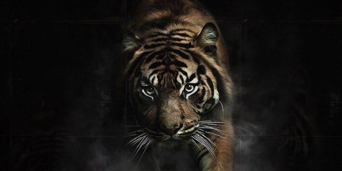 872x1635 Black Tiger Android Wallpapers