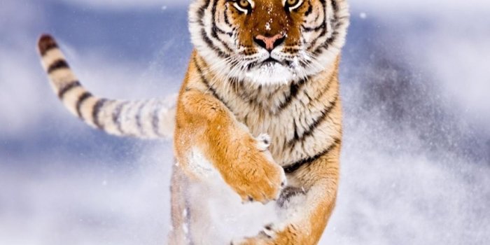 1024x819 30+ Free Beautiful Tiger HD Wallpapers - DesignMaz