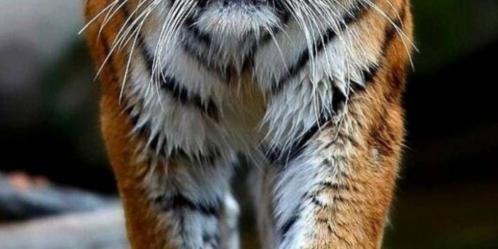 720x1280 Download Tiger wallpaper by georgekev - 33 - Free on ZEDGE™ now. Browse  millions of popular animal Wallpap… | Tiger wallpaper, Wild animal wallpaper,  Tiger pictures