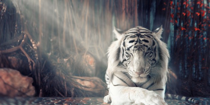 2400x1600 1366x768 White Tiger Dreamy 1366x768 Resolution HD 4k Wallpapers, Images,  Backgrounds, Photos and Pictures