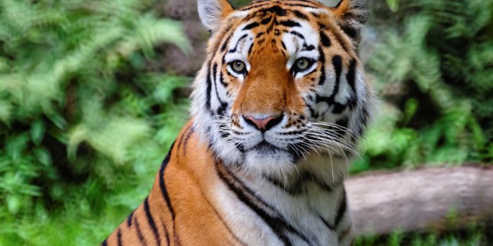 1024x768 Wallpaper | HD Wallpapers | Ultra HD 4K Wallpapers for Desktop & Mobiles |  Santa Banta