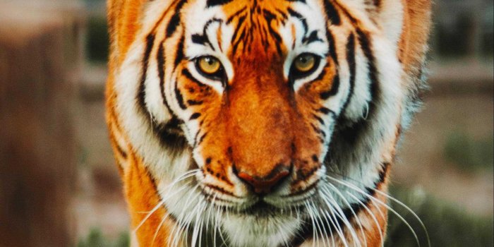 2160x3840 iPhone Tiger Wallpaper - KoLPaPer - Awesome Free HD Wallpapers