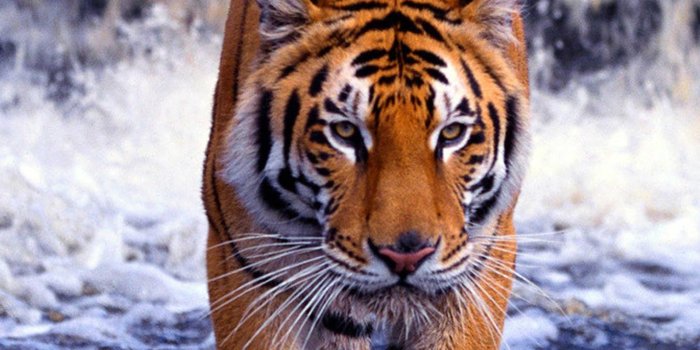 2400x3840 Tiger Wallpaper - iXpap